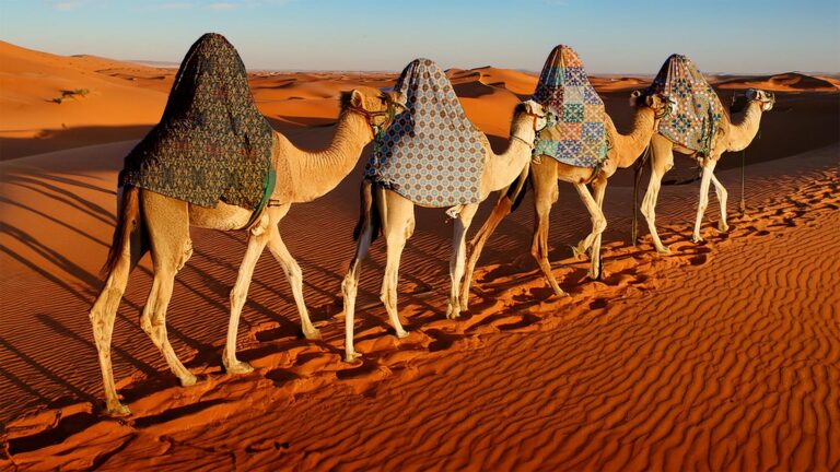 caravan camels